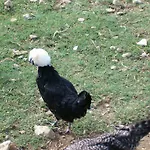 Le Biricoccole Vada