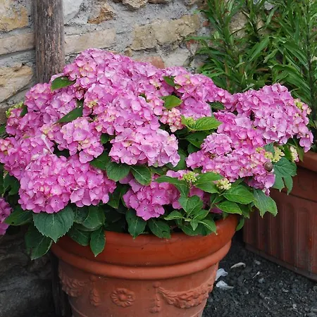 Alloggio per agriturismo Le Biricoccole